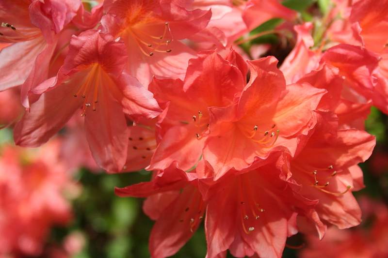 Rhododendron